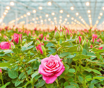 1902-rozenteelt-brexit-2-kolom