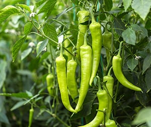 Possible patent for peppers hot topic for breeders