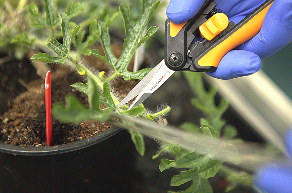 Genetwister nieuwe foto